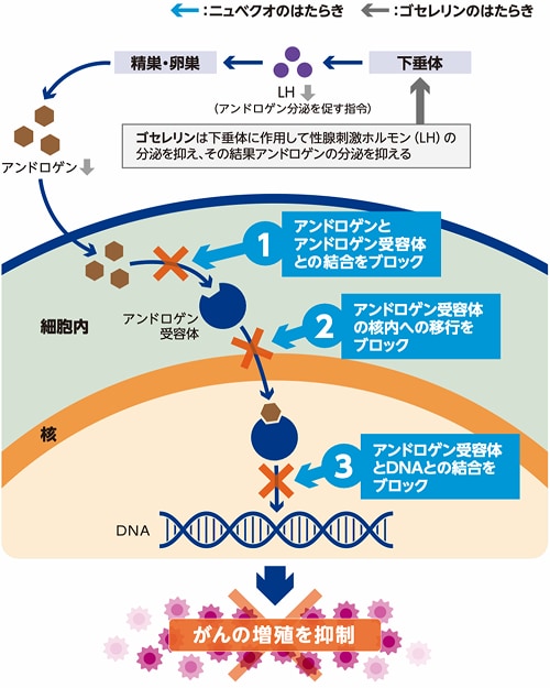 参考：ニュベクオ＋ゴセレリン併用療法のはたらき
